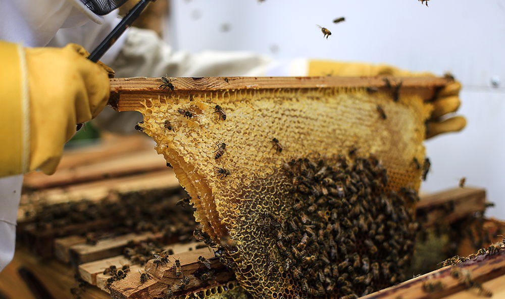 beginning-beekeeping.jpg