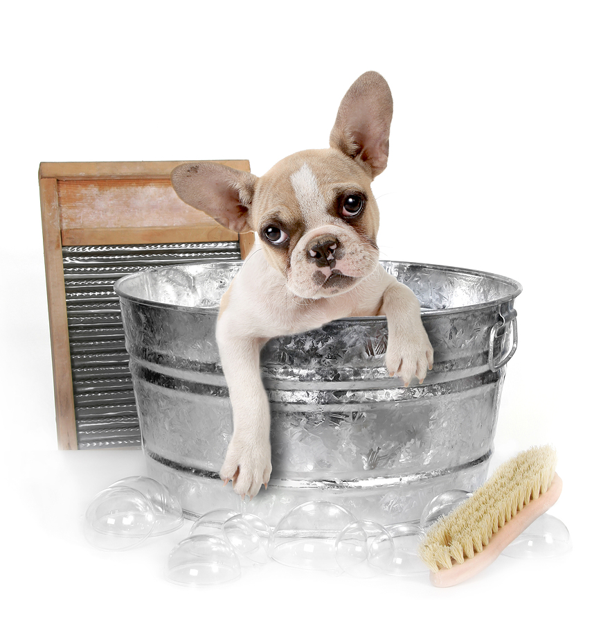 dog-grooming-course.jpg
