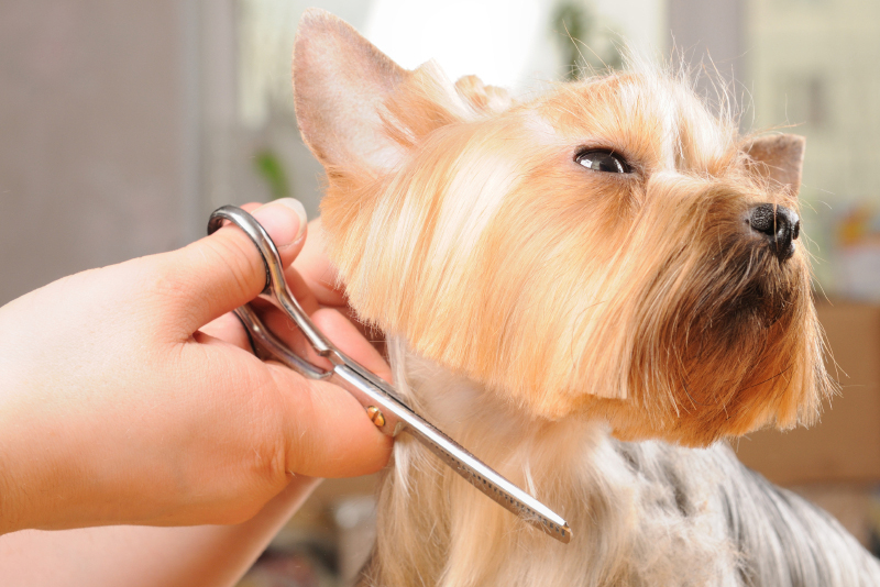 grooming-basics.jpg