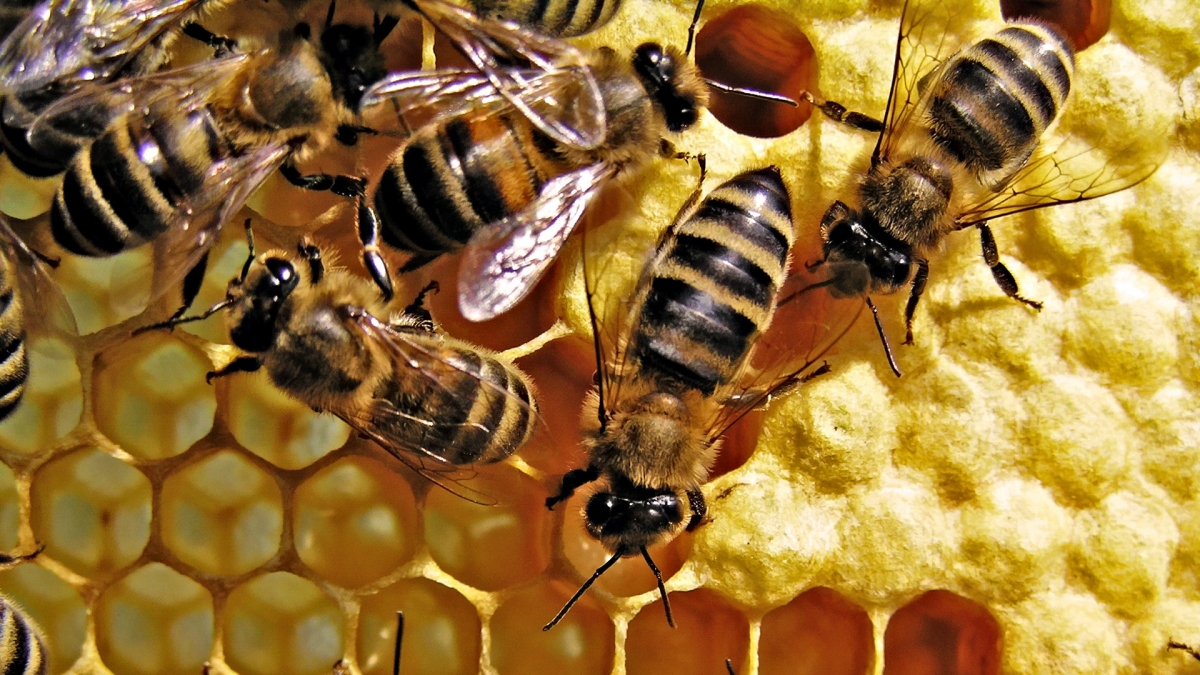 honey-bees-background-image-new-wallpaper-free.jpg