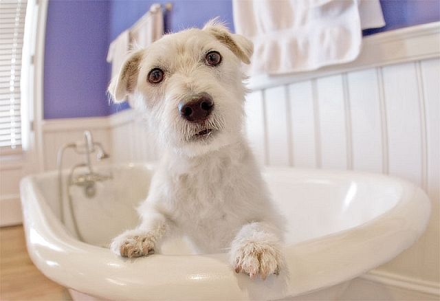 pet-grooming.jpg