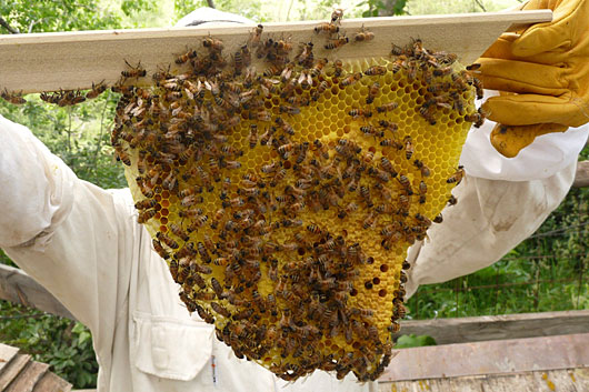 NIGHT OWL SERIES Beginning Beekeeping: Understanding Urban Beekeeping with Albert Chubak