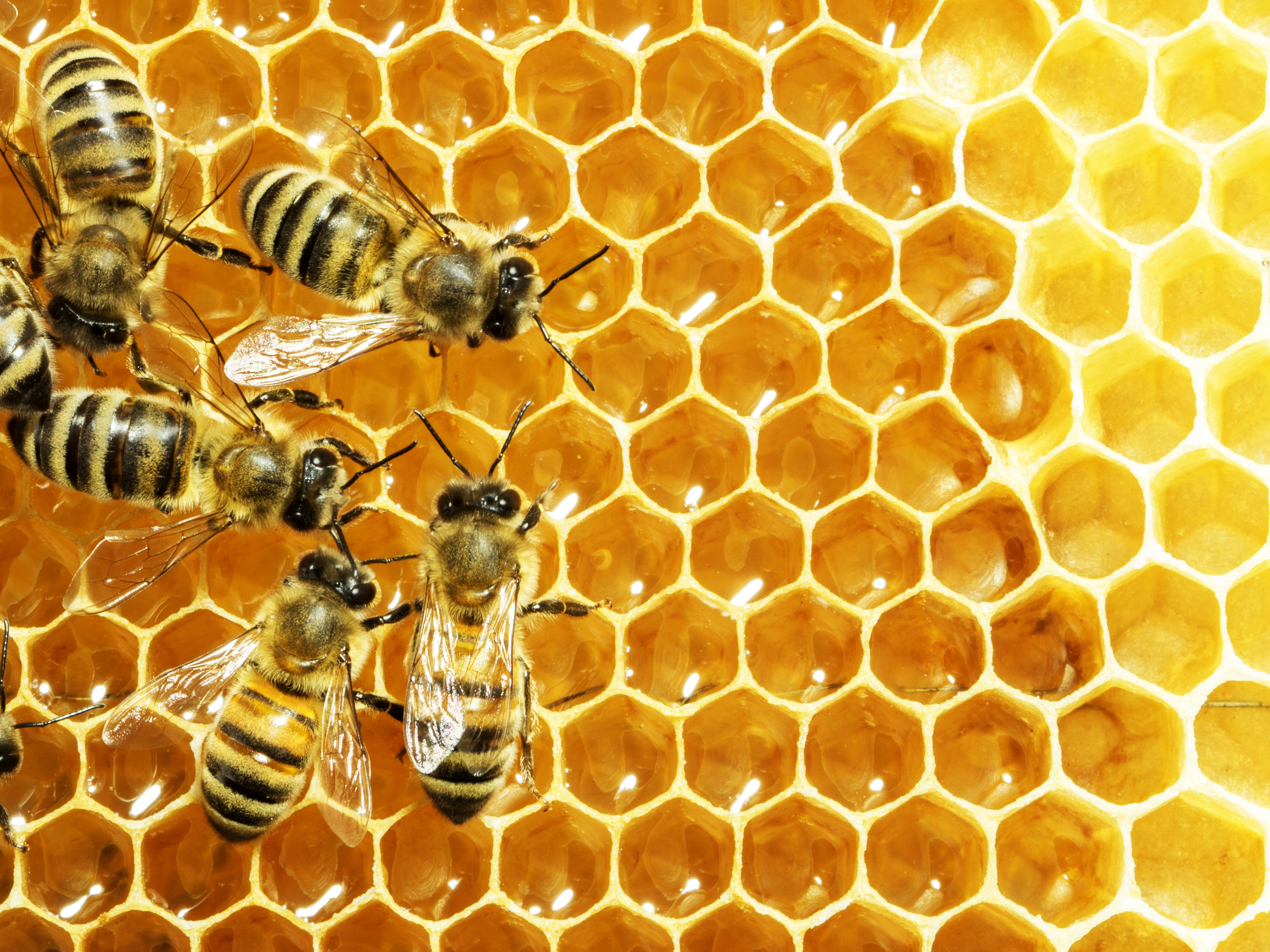NIGHT OWL SERIES: Intermediate Beekeeping: Getting Through the First Year! with Albert Chubak
