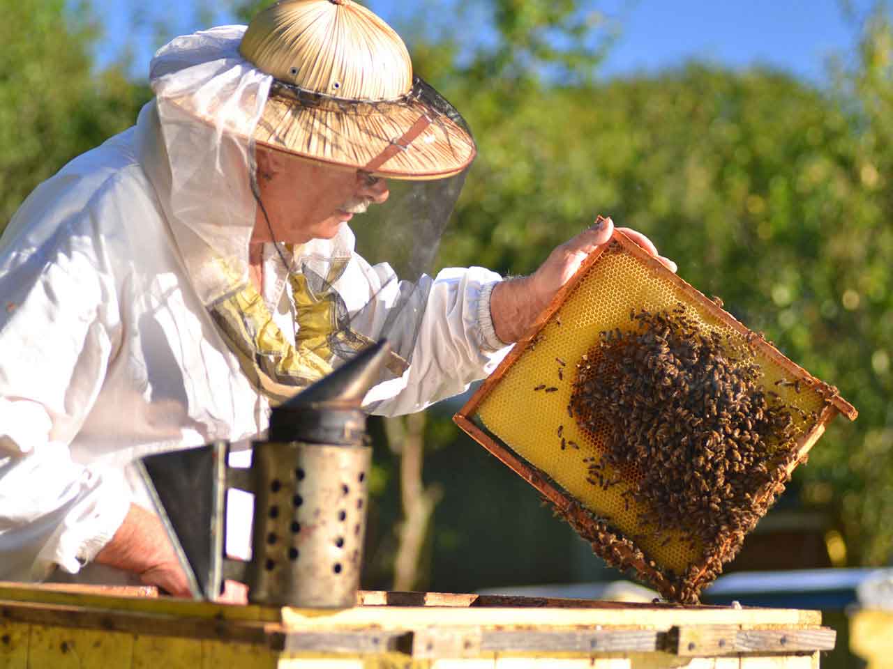 NIGHT OWL SERIES: Intermediate Beekeeping: Getting Through the First Year! with Albert Chubak