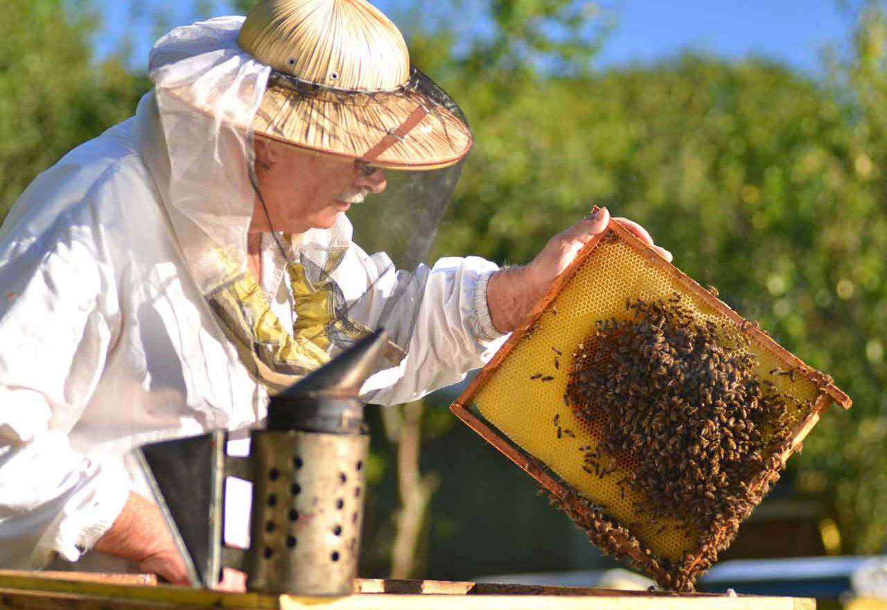 NIGHT OWL SERIES: Intermediate Beekeeping: Getting Through the First Year! with Albert Chubak