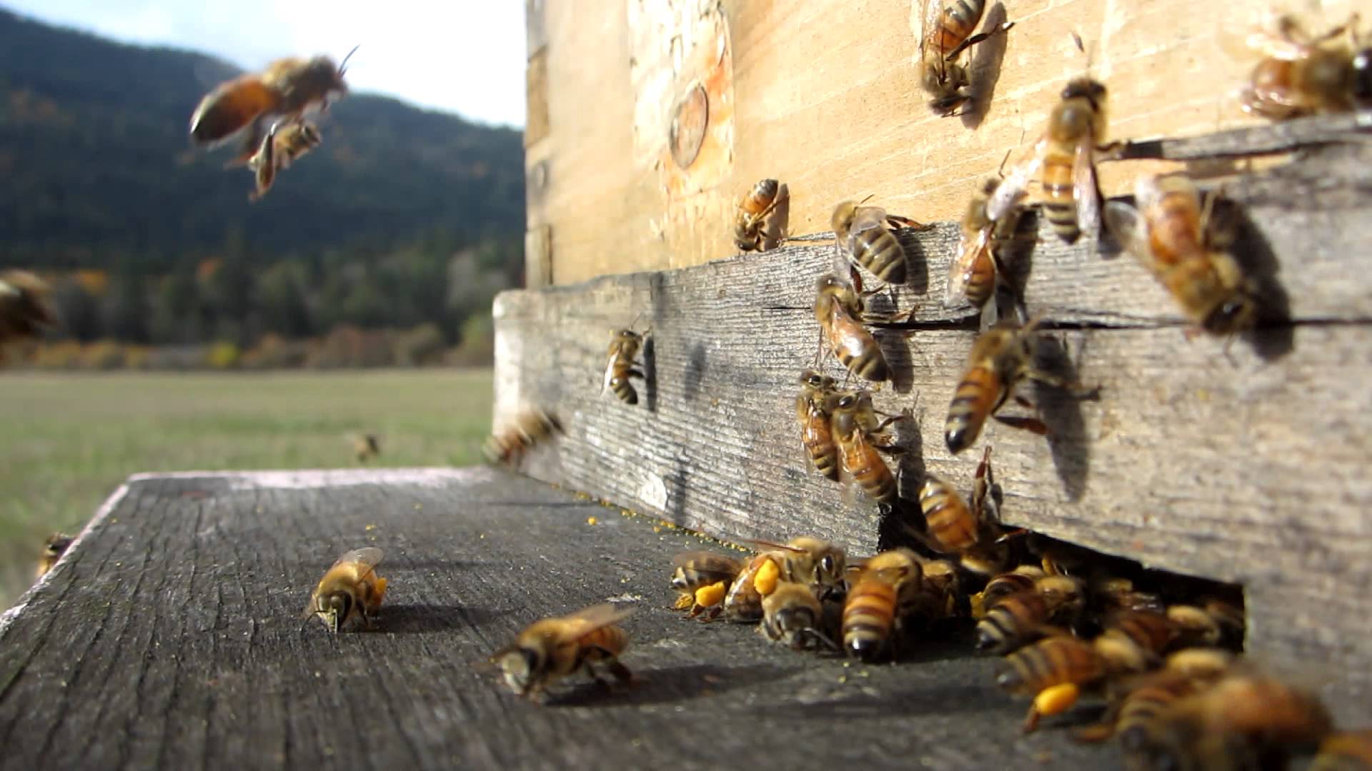 NIGHT OWL SERIES: Intermediate Beekeeping: Getting Through the First Year! with Albert Chubak