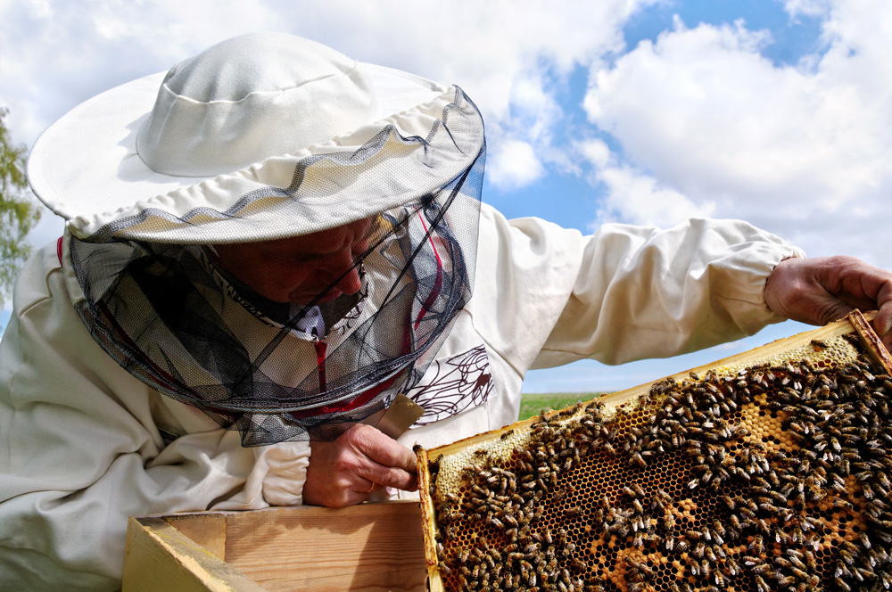 NIGHT OWL SERIES: Intermediate Beekeeping: Getting Through the First Year! with Albert Chubak