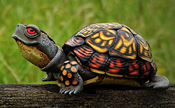 Sculpting Turtles in Polymer Clay