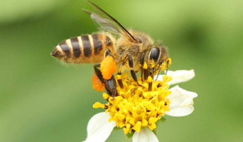 beekeeping-1.png