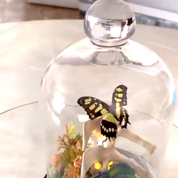 SMALL BITES SERIES: Preparing Butterfly Specimens for Display! LIVE with Darcy Dixon