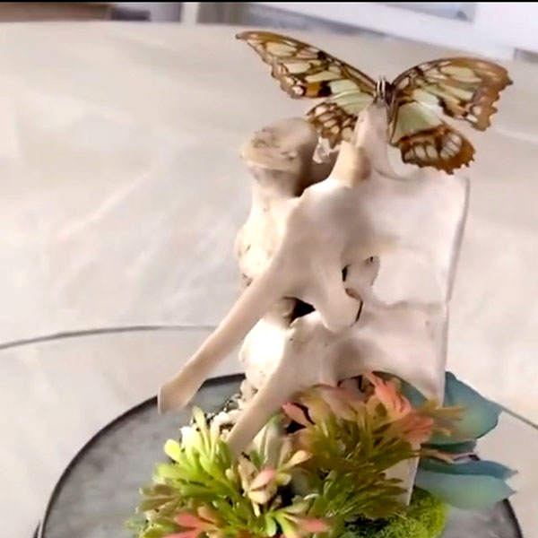 SMALL BITES SERIES: Preparing Butterfly Specimens for Display! LIVE with Darcy Dixon
