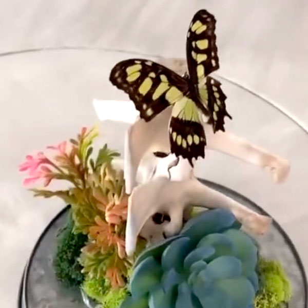 SMALL BITES SERIES: Preparing Butterfly Specimens for Display! LIVE with Darcy Dixon