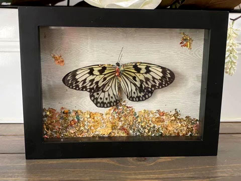 SMALL BITES SERIES: Preparing Butterfly Specimens for Display! LIVE with Darcy Dixon