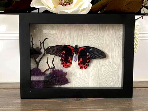 SMALL BITES SERIES: Preparing Butterfly Specimens for Display! LIVE with Darcy Dixon