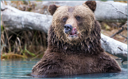 Basics of Wildlife Photography